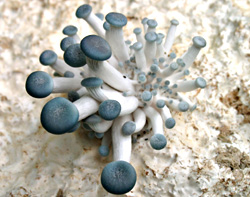 Young oyster mushrooms on straw pellets