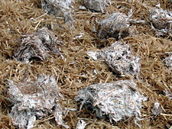 Mushroom culture on straw bales