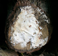 Shiitake mycelia