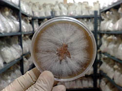 Mushroom mycelia in a Petri dish