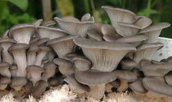 Growth of oyster mushrooms