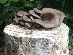 Oyster mushrooms ready to harvest