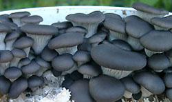 Growth of oyster mushrooms