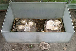 Cold frame with innoculated logs