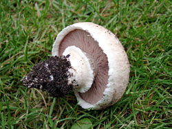 Agaricus bisporus var. hortensis