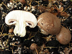 "Compost mushroom" champignon