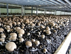 Champignon farm