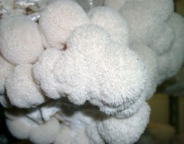 Pompom blanc or monkey's head