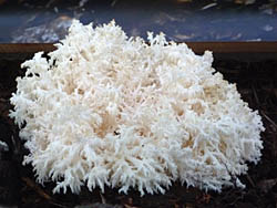 Hericium coralloides