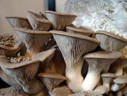 King oyster mushroom (Pleurotus eryngii)