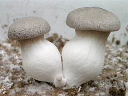 Young king oyster mushroom