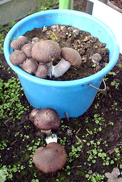 Brown stew fungus on sawdust in a bucket