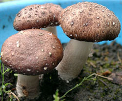 Brown stew fungus ready to harvest