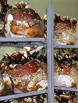 Reishi (Ganoderma lucidum)