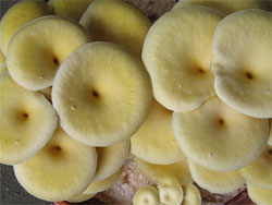 Golden oyster mushroom on straw pellets