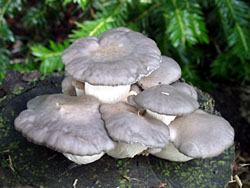 Lung oyster mushroom on wood