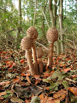 Parasol mushrooms