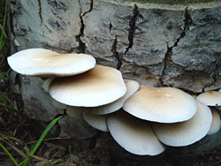 Pioppino mushrooms which are ready to harvest