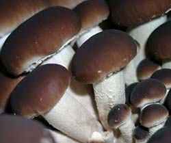 Young black poplar mushroom (pioppino)