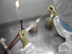Sterile work in the spawn laboratory
