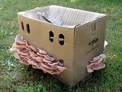 Pink oyster mushrooms in a box