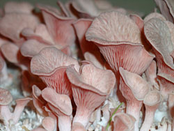 Pink oyster mushrooms