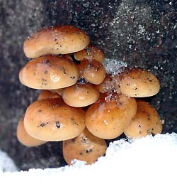 Velvet foot mushrooms in snow