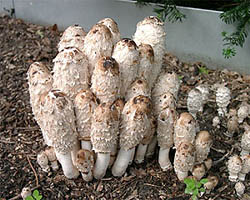 Horsetail fungus, growing in the garden