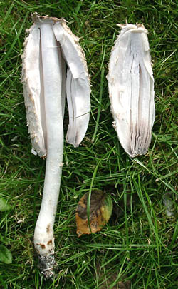 Horsetail fungus harvested too late: The lamella already have a dark colour