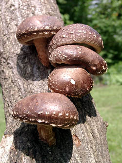 Growing shiitake on oak logs in the garden