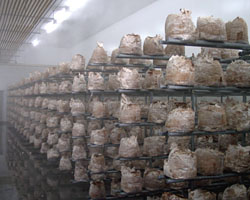 Growing shiitake in a mushroom farm