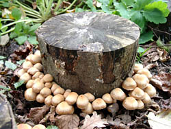 Changeable agaric mushrooms on beech