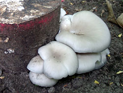 Blue oyster mushroom (Pleurotus columbinus)