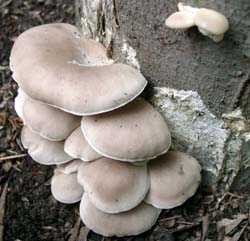 Elm oyster mushrooms on beech