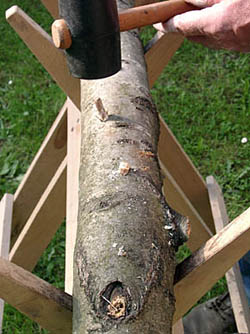 Inoculating logs with mushroom plugs
