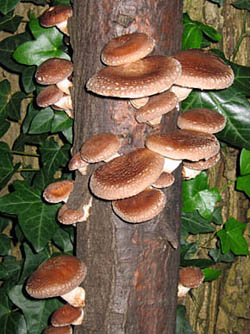 Harvesting your own mushrooms